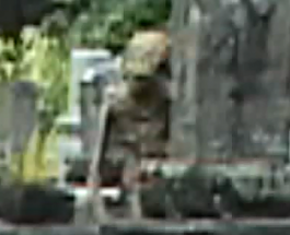 Un extraterestru a fost filmat într-un cimitir vechi