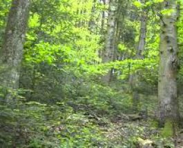 Zgomot apocaliptic într-o pădure din Franţa